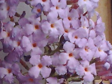 Buddleja davidii